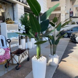 شجرة موز 160سم