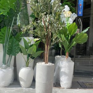 زيتون صغير كثيف خشب ٣ ساق