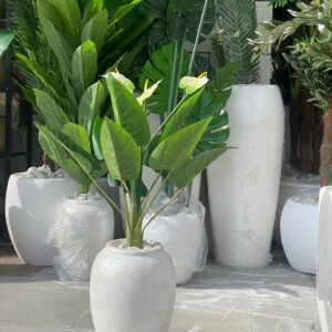 شجرة كالا وسط ابيض