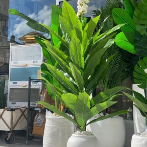 شجرة قرنفل كبير ابيض